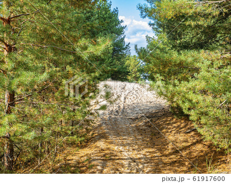 Sandy road in a pine forest. 61917600