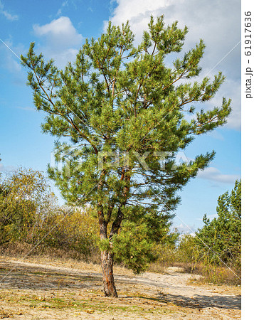 Lonely pine tree against the sky. Lonely pine tree against the sky. 61917636