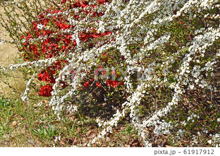 ユキヤナギとボケ ユキヤナギとボケ 61917912