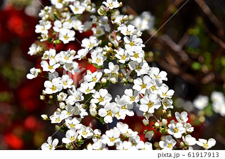 ユキヤナギ(雪柳) ユキヤナギ(雪柳) 61917913