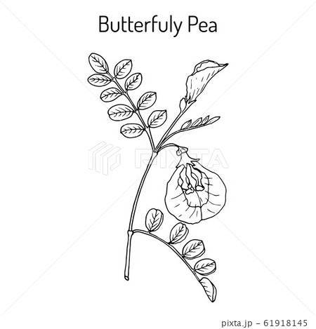 Butterfly pea litoria ternatea , or bluebellvine, medicinal plant Butterfly pea litoria ternatea , or bluebellvine, medicinal plant 61918145