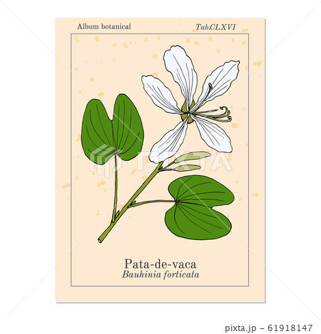 Brazilian orchid tree, or pata-de-vaca Bauhinia forficata , medicinal plant Brazilian orchid tree, or pata-de-vaca Bauhinia forficata , medicinal plant 61918147