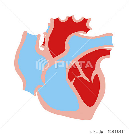 心臓断面図のイラスト素材