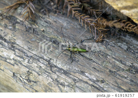 ミドリカミキリ ミドリカミキリ 61919257