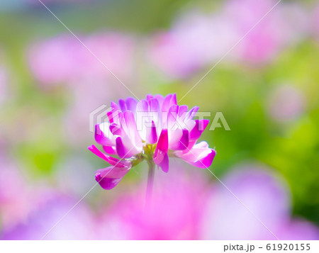 レンゲ草 レンゲ草 61920155