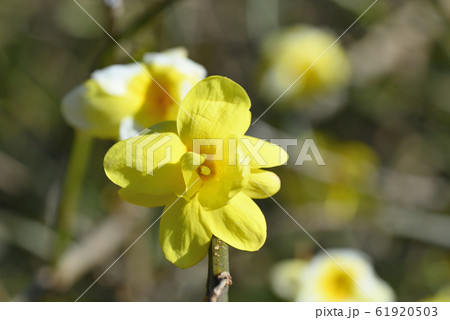 ウンナンオウバイ 61920503