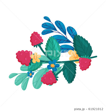 Raspberry with Flowers and Leaves Behind Vector Composition 61921012