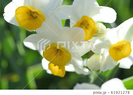 ニホンスイセンの写真素材