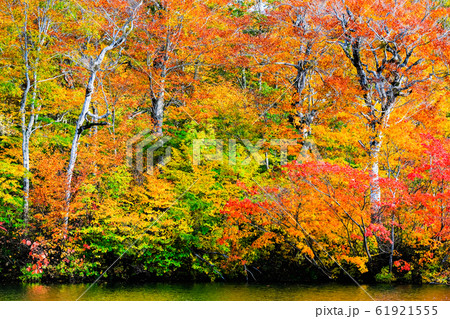 鎌池の紅葉 61921555