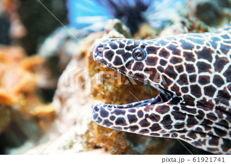 Laced moray fish at coral reef Laced moray fish at coral reef 61921741