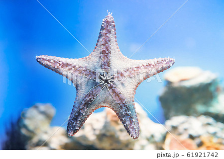 Starfish as nature underwater sea life Starfish as nature underwater sea life 61921742