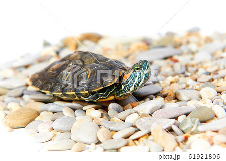 Sea turtle on the sand 61921806