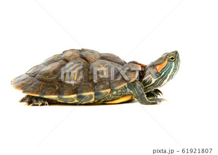 Red ear turtle Red ear turtle 61921807