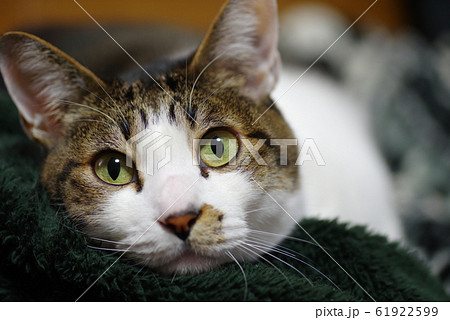 見つめる猫 61922599