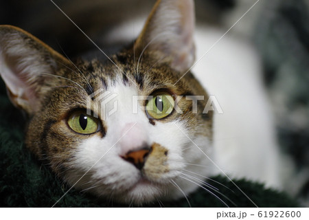 見つめる猫 61922600