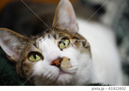 見つめる猫 61922602