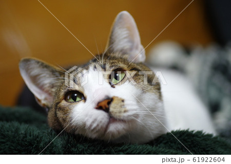 見つめる猫 61922604