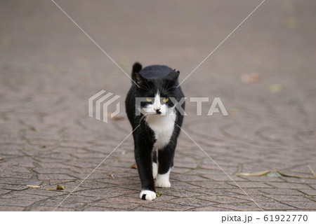 寄ってくる猫 61922770