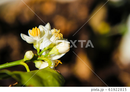 lemon flower is blooming on lemon tree 61922815