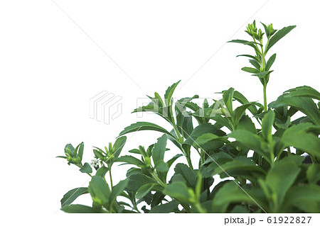 Stevia Rebaudiana plant isolated on white Stevia Rebaudiana plant isolated on white 61922827