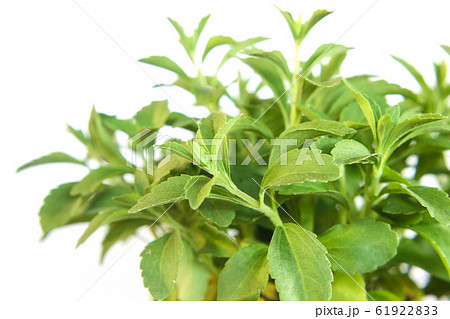 Stevia Rebaudiana plant isolated on white Stevia Rebaudiana plant isolated on white 61922833