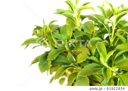 Stevia Rebaudiana plant isolated on white Stevia Rebaudiana plant isolated on white 61922834