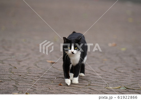 寄ってくる猫 61922866
