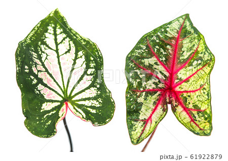 Caladium leaves Isolated on a white background 61922879