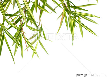 Bamboo leaves Isolated on a white background Bamboo leaves Isolated on a white background 61922880