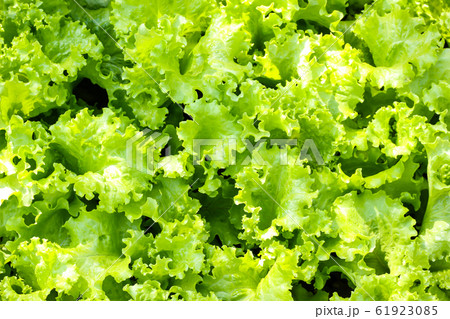 Close up of Fresh green lettuce in the garden. Close up of Fresh green lettuce in the garden. 61923085