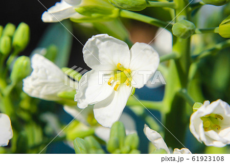 Close up of Chinese kale flowers in garden. nature Close up of Chinese kale flowers in garden. nature 61923108