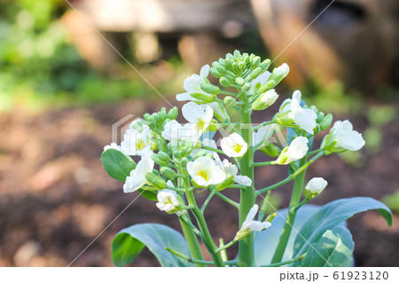 Close up of Chinese kale flowers in garden. nature Close up of Chinese kale flowers in garden. nature 61923120