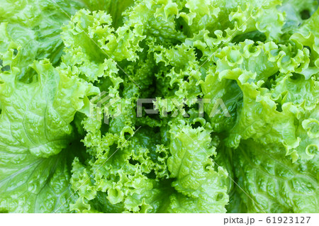 Close up of Fresh green lettuce in the garden. 61923127