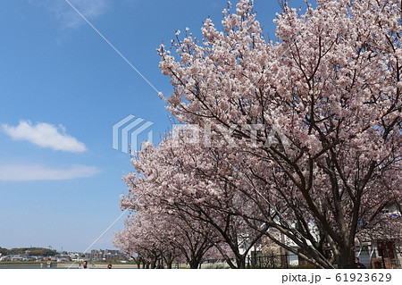 大阪狭山市。狭山池春の風景 61923629