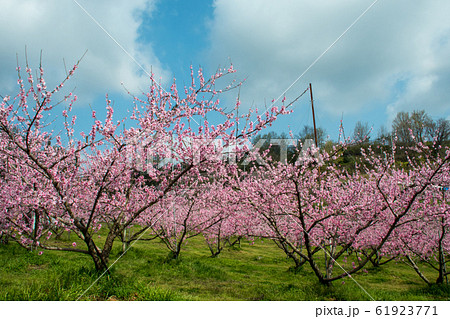 岡山県玉島八島（富田）の桃畑 61923771
