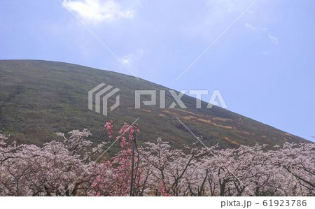 さくら　青空　大室山 61923786