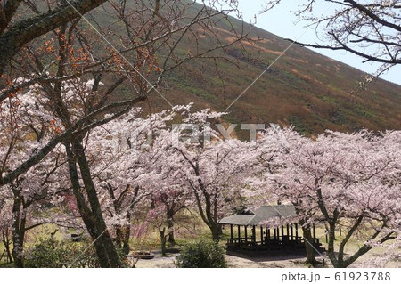さくら　青空　大室山 61923788