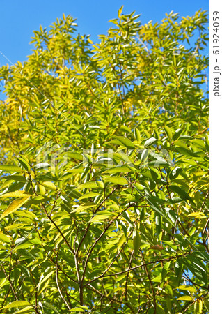 樹木:シラカシ ブナ科 樹木:シラカシ ブナ科 61924059