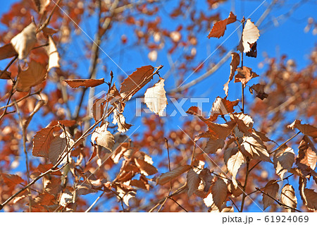 樹木：コナラ　ブナ科 61924069