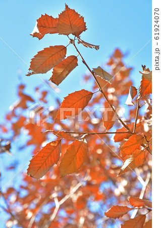 樹木：コナラ　ブナ科 61924070