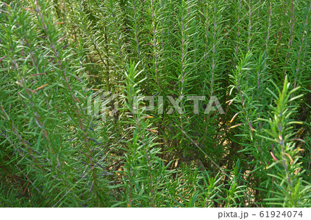 樹木:ローズマリー(マンネンロウ) シソ科 樹木:ローズマリー(マンネンロウ) シソ科 61924074