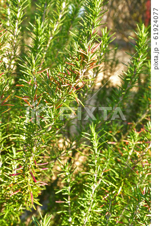 樹木：ローズマリー（マンネンロウ）　シソ科 61924077