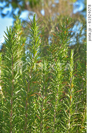 樹木:ローズマリー(マンネンロウ) シソ科 樹木:ローズマリー(マンネンロウ) シソ科 61924078