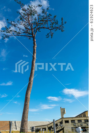 【岩手県陸前高田】高田松原跡地の風景と未来への希望 61924623