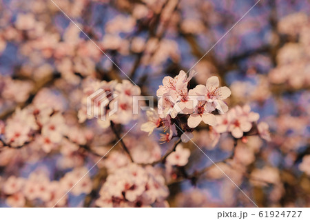 Beautiful flowering branch with pink blossoms at sunset. Beautiful flowering branch with pink blossoms at sunset. 61924727