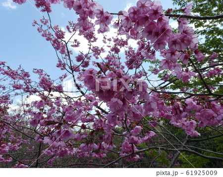 桜濃ピンク 61925009