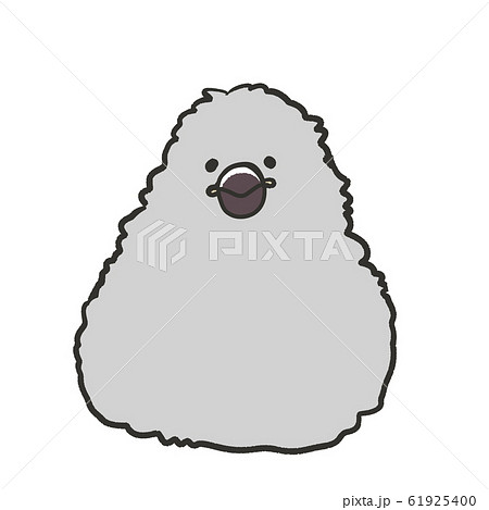 文鳥　雛　赤ちゃん　シルバー文鳥 61925400