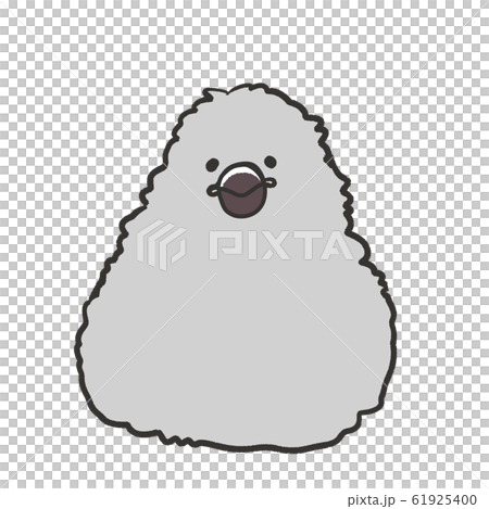 文鳥　雛　赤ちゃん　シルバー文鳥 61925400