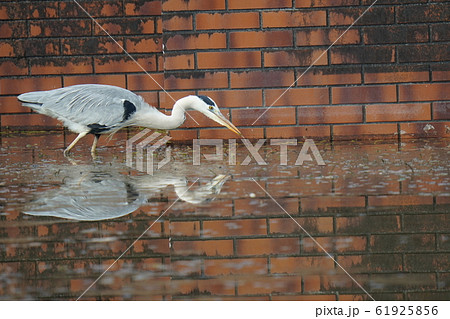 サギ・アオサギ・2020・池・捕食・一月 61925856