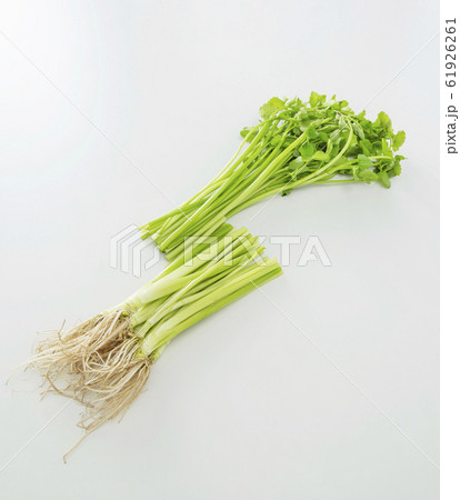 仙台せり　せり 61926261